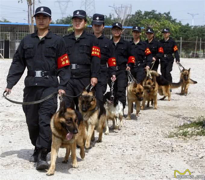 世界上五种最适合当警犬的狗狗，罗威纳犬排名第二，第一当之无愧