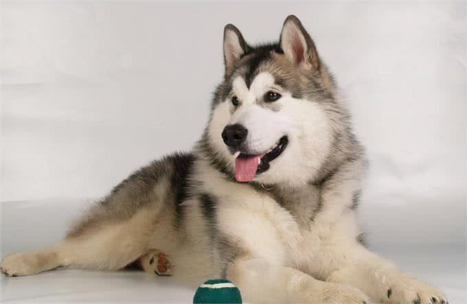 雪橇犬的种类都有哪些?