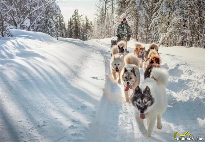 雪橇犬的种类都有哪些?