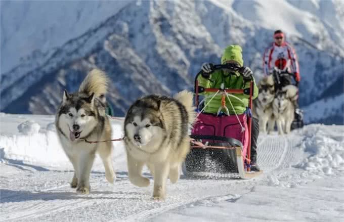 雪橇犬的种类都有哪些?