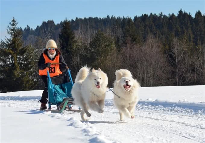 雪橇犬的种类都有哪些?