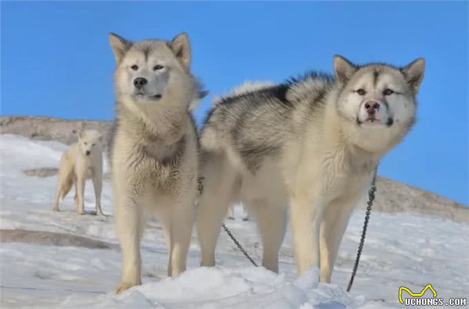 雪橇犬的种类都有哪些?