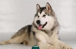 雪橇犬的种类都有哪些?