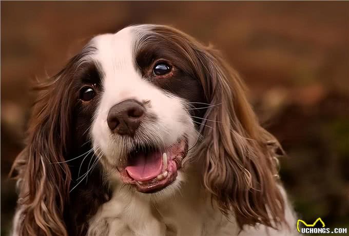 为什么史宾格犬饲养率直线上升?这些优点，很难不爱