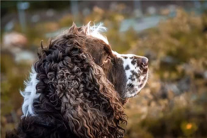 为什么史宾格犬饲养率直线上升?这些优点，很难不爱