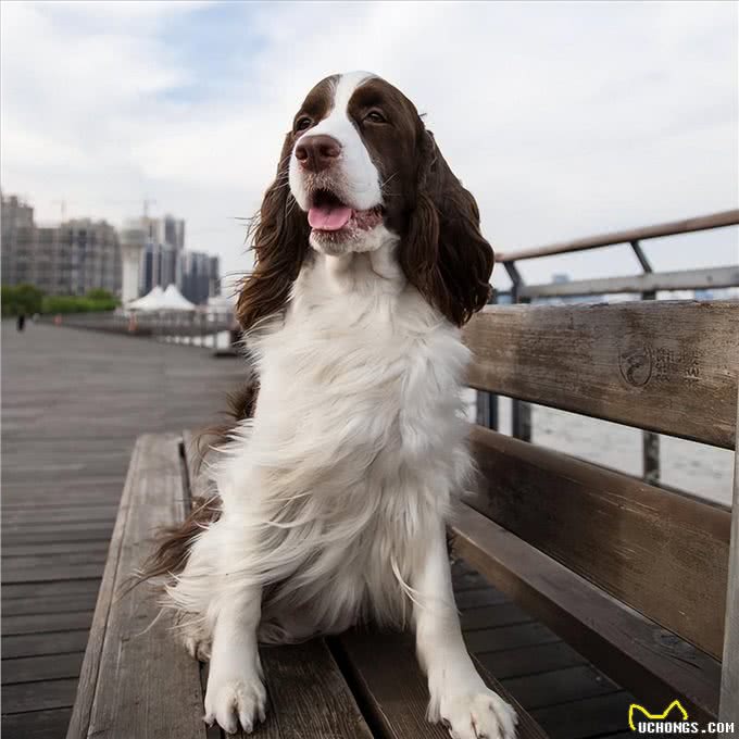 为什么史宾格犬饲养率直线上升?这些优点，很难不爱