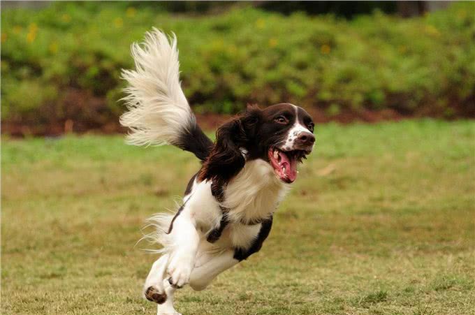 为什么史宾格犬饲养率直线上升?这些优点，很难不爱