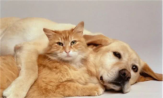 家里养了狗，想再养一只猫，如何让猫咪和狗狗和谐共处呢?