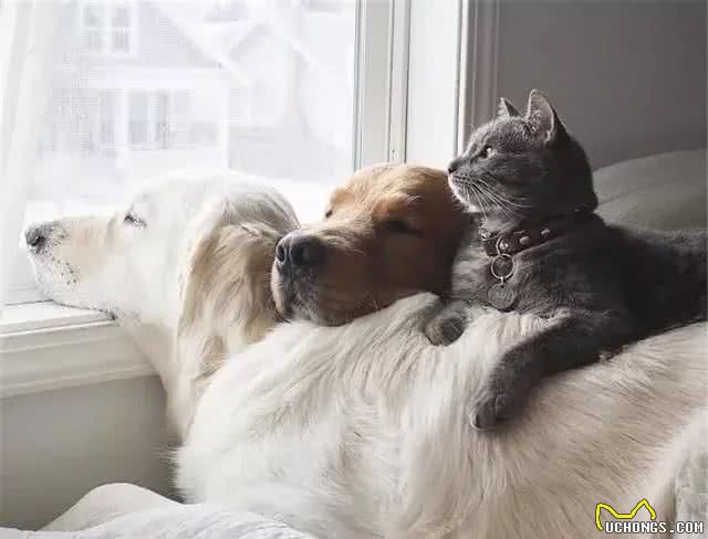 家里养了狗，想再养一只猫，如何让猫咪和狗狗和谐共处呢?
