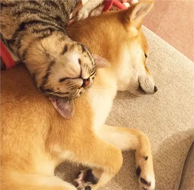 家里养了狗，想再养一只猫，如何让猫咪和狗狗和谐共处呢?