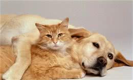 家里养了狗，想再养一只猫，如何让猫咪和狗狗和谐共处呢?