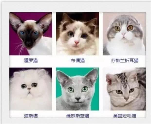 猫咪品种大全!你认出几种?