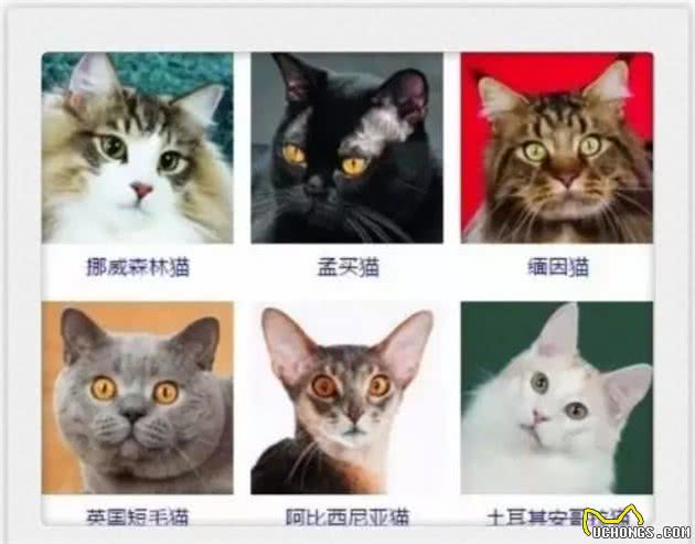 猫咪品种大全!你认出几种?