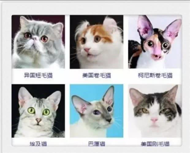 猫咪品种大全!你认出几种?