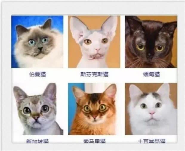 猫咪品种大全!你认出几种?