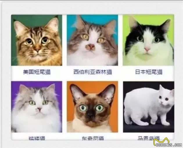 猫咪品种大全!你认出几种?
