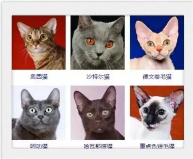 猫咪品种大全!你认出几种?