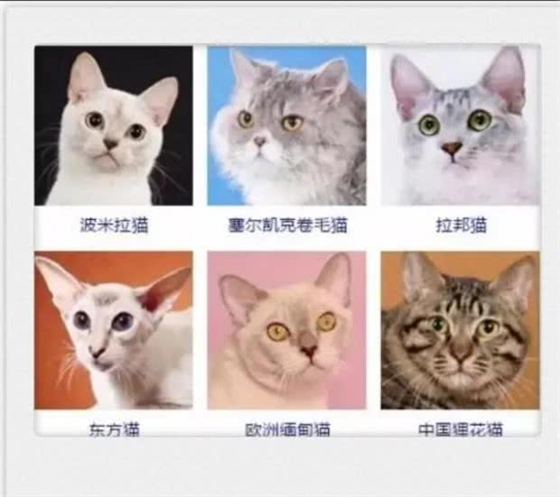 猫咪品种大全!你认出几种?