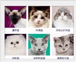 猫咪品种大全!你认出几种?