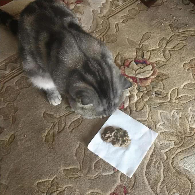对于英短猫来说，这6种食物，就是宝