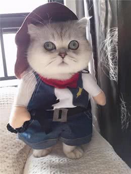 对于英短猫来说，这6种食物，就是宝