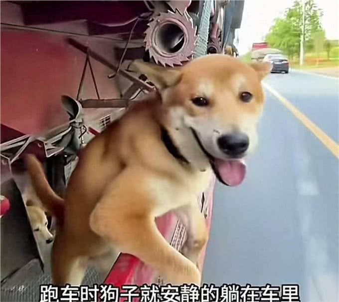 为防偷油贼，司机给两条狗改装居室，网友:还有地吗?我也想去