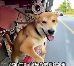 为防偷油贼，司机给两条狗改装居室，网友:还有地吗?我也想去