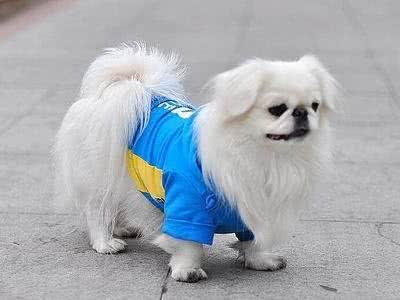 古老的宠物狗京巴、