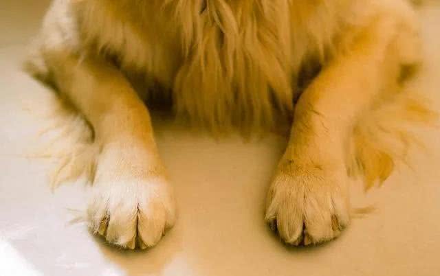 犬和狗有区别吗?当然有，宠物千万别搞错了!