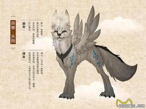 犬和狗有区别吗?当然有，宠物千万别搞错了!