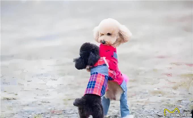 狗狗的那些骑跨行为!