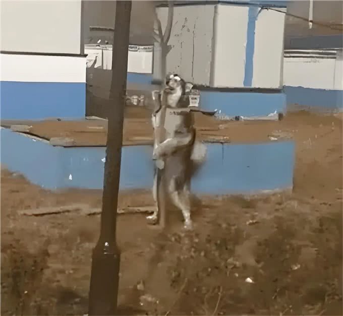 狗狗的那些骑跨行为!