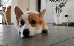 狗狗的那些骑跨行为!