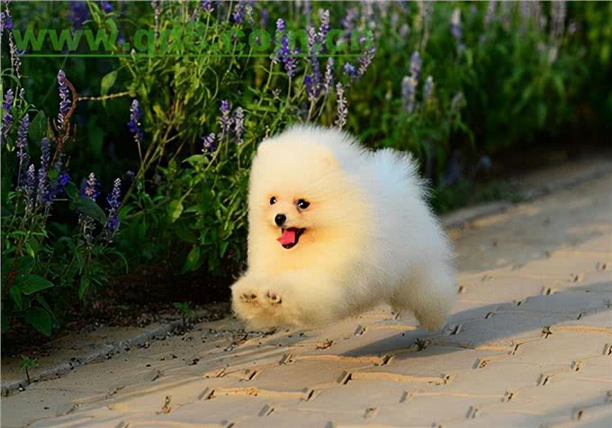 爱宠饲养:博美幼犬补钙吃什么?实用且快速的补钙方法