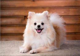 爱宠饲养:博美幼犬补钙吃什么?实用且快速的补钙方法