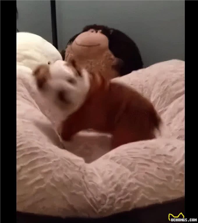 主人给狗买了个新床，结果它兴奋的从旧窝滚到新窝，要疯的节奏!