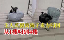 主人给狗买了个新床，结果它兴奋的从旧窝滚到新窝，要疯的节奏!