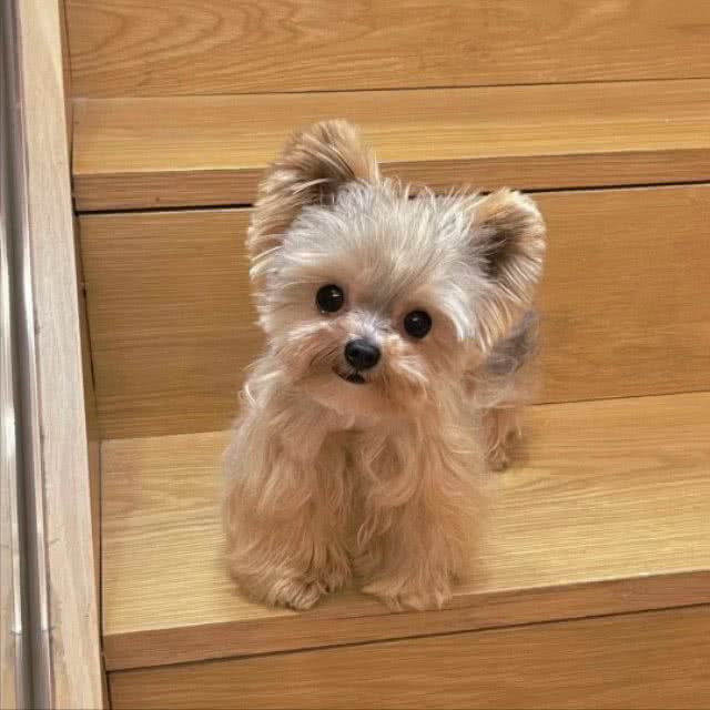 狗狗天生就会游泳吗?结果可能出人意料