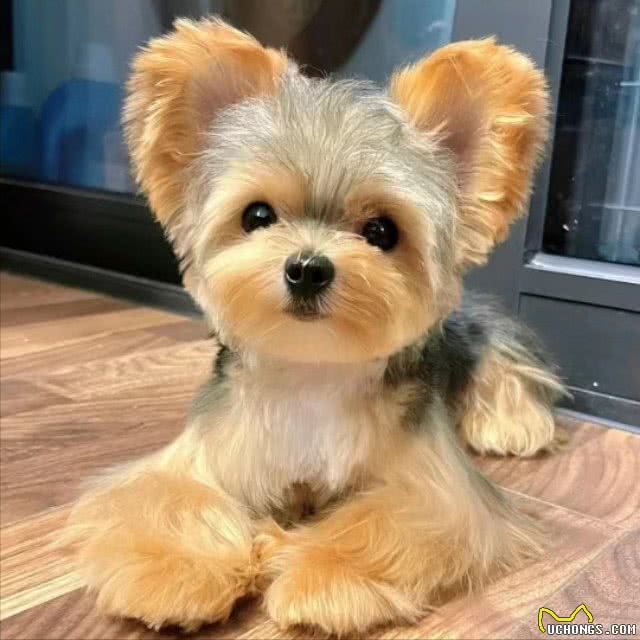 狗狗天生就会游泳吗?结果可能出人意料