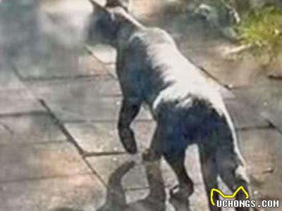 神秘巨猫之谜—这种神秘的巨猫究竟是什么?