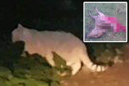 神秘巨猫之谜—这种神秘的巨猫究竟是什么?