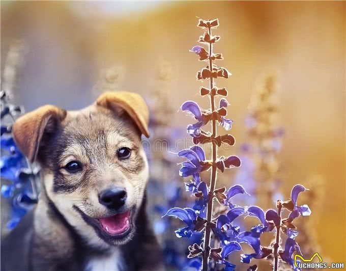 狗狗狗:10.6—10.11，期盼已久的大喜事即将降临