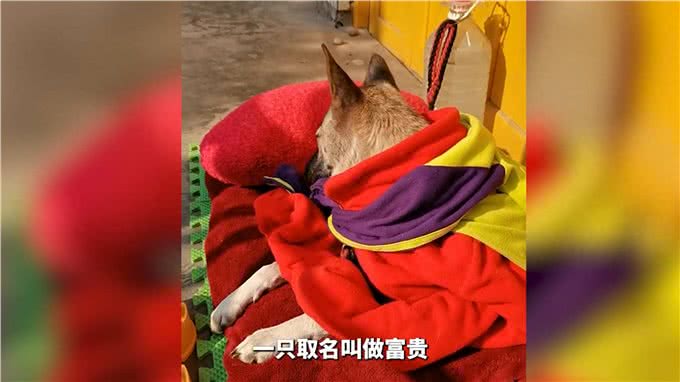 土狗生病命悬一线，主人不离不弃，跋山涉水为其救治!
