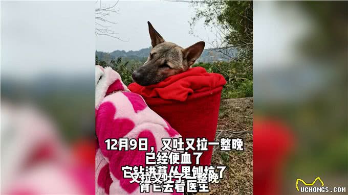 土狗生病命悬一线，主人不离不弃，跋山涉水为其救治!