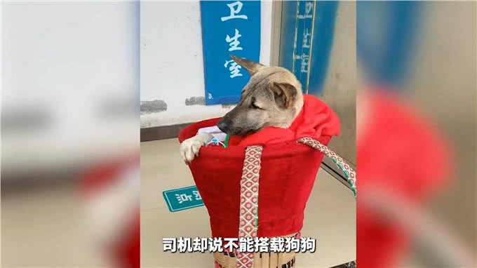 土狗生病命悬一线，主人不离不弃，跋山涉水为其救治!