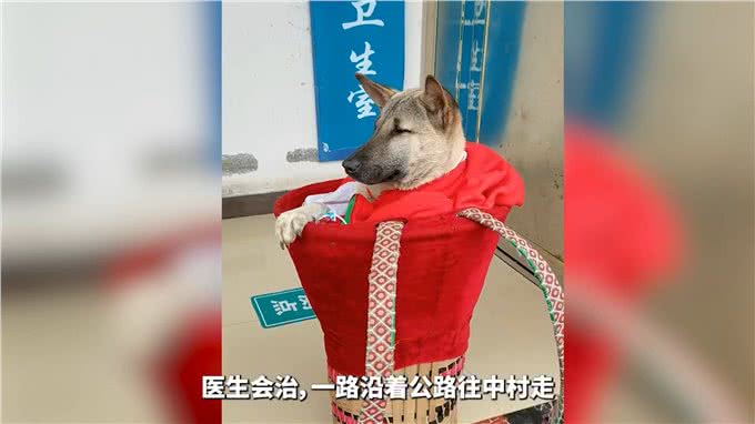土狗生病命悬一线，主人不离不弃，跋山涉水为其救治!