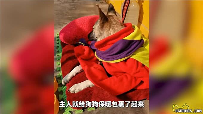 土狗生病命悬一线，主人不离不弃，跋山涉水为其救治!