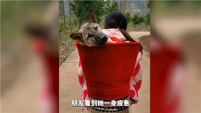 土狗生病命悬一线，主人不离不弃，跋山涉水为其救治!
