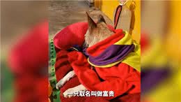 土狗生病命悬一线，主人不离不弃，跋山涉水为其救治!