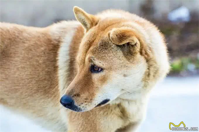 养狗的优缺点有哪些